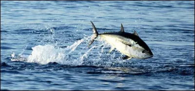 En quatre lettres : menacé par la surpêche. La voyelle est un ...