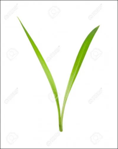 En quatre lettres : on dit aussi qu'il peut être de folie. La voyelle est un ...