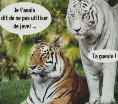 Les humains ne sont pas les seuls à avoir la gueule de bois, certains animaux ne crachent pas sur l'alcool de fruits !