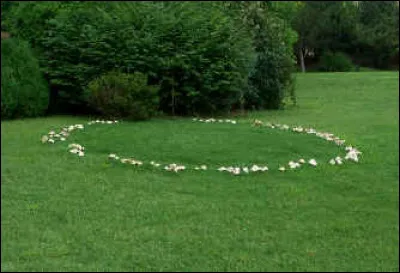 Quel nom donne-t-on à cette colonie naturelle de champignons ?