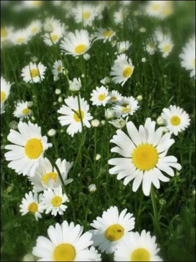 Quelles sont ces fleurs ?