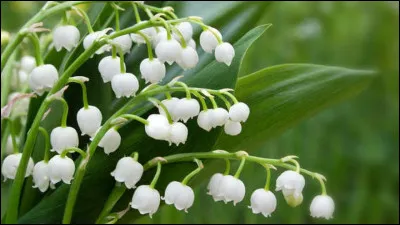 Quelles sont ces fleurs ?