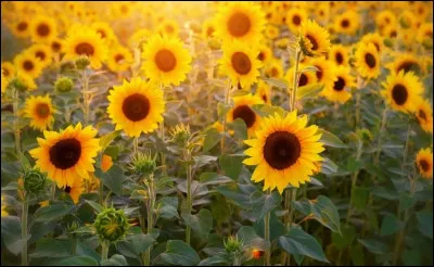 Quelles sont ces fleurs ?