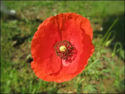 &Agrave; quelle saison cette fleur pousse-t-elle ?