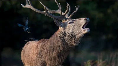 En quatre lettres : l'entendre bramer. La voyelle est un ...