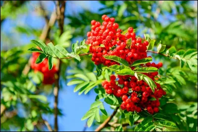 Quel est le nom alternatif de ce sorbier ?