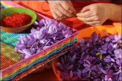 De quel crocus provient le safran ?