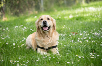 Connais-tu un jardin ou un parc où ton chien pourrait jouer fréquemment ?