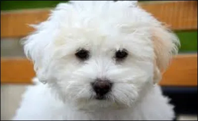 Quel rôle jouerait ton chien ?