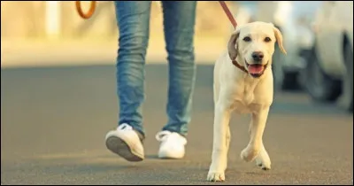 Ton chien pourra-t-il être promené régulièrement ?