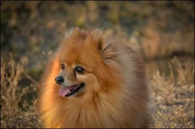 Quel type de chien préfères-tu ?