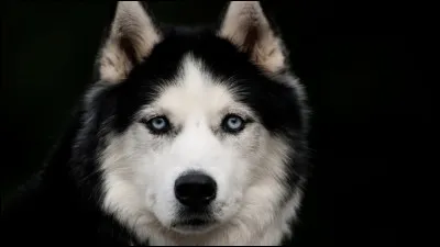 Tu préférerais un chien...