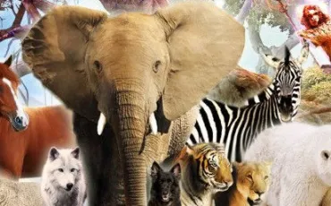 Quiz Animaux