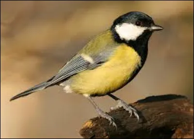 En anglais, un oiseau se dit "rabbit".