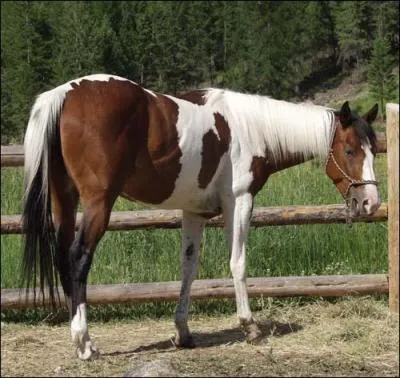 Quelle est cette race ?