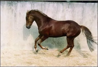De quelle race est ce cheval ?