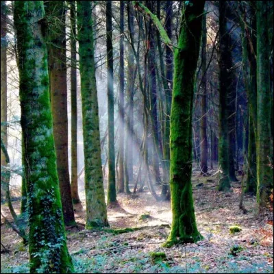 Aujourd'hui, c'est dans cette forêt que les légendes continuent, mais l'auteur s'est en vérité inspiré d'une autre forêt ! Laquelle ?