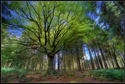 Veuillez m'excuser, j'ai un léger trou de mémoire... Pouvez-vous me rappeler combien d'hectares cette forêt couvre-t-elle ?