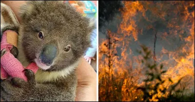 Quelles sont les espèces qui sont en danger à cause des feux en Australie ?