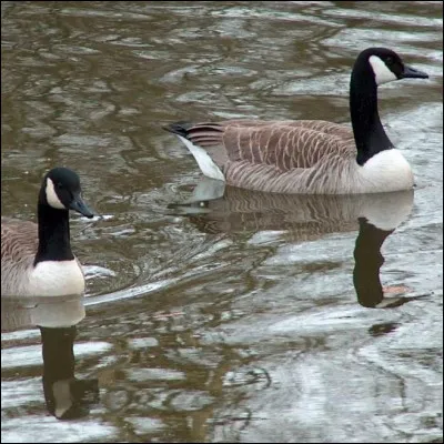 Que fait un grand nombre d'espèces d'oiseaux, comme les oies, juste avant qu'il ne commence à faire froid ?