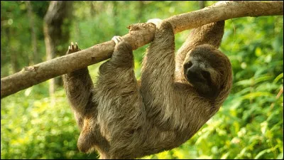 Un indice : Ses amis s'appellent Manny et Diego !