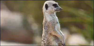 Trouve son nom et tu seras admis à la cour du Roi !