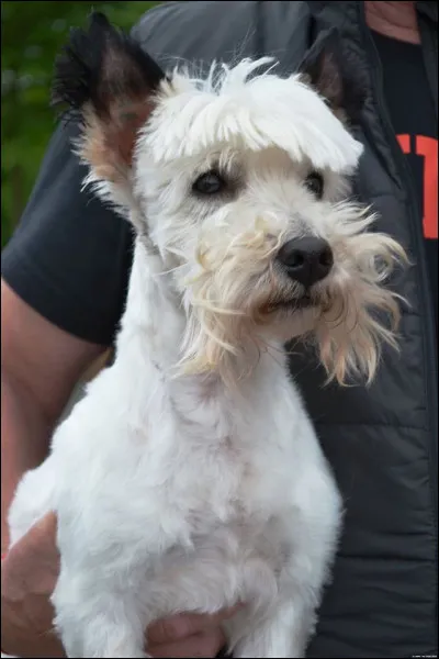 Impossible de se tromper, son maître adore le sanglier !