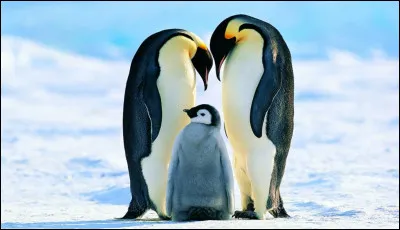 Tu peux le voir dans le film "Happy Feet", et si tu ne trouves pas la bonne réponse, le manchot ce sera toi !