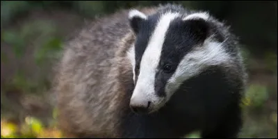 Tu l'as vu dans "Le Monde de Narnia", mais te souviens-tu de son nom ?