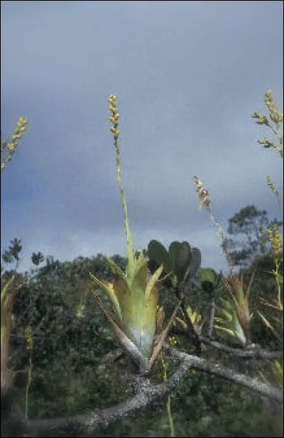 Comment s'appelle cette plante carnivore ?