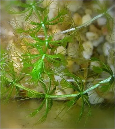 Comment s'appelle cette plante carnivore ?