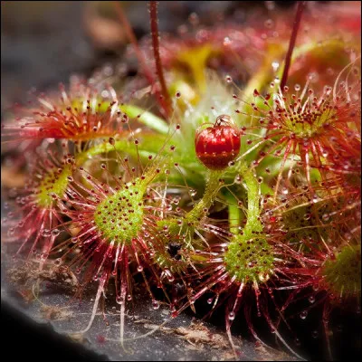 Comment s'appelle cette plante carnivore ?