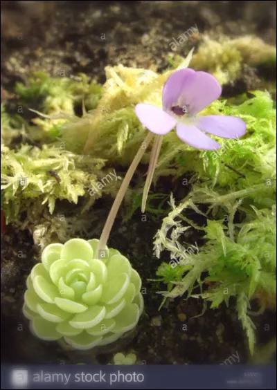 Comment s'appelle cette plante carnivore ?