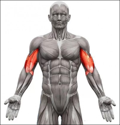 Quels muscles sont présentés en rouge sur cette image ?