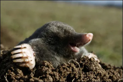 Quel est le comble pour une taupe ?