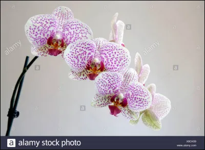 Qui a écrit "Pas d'orchidées pour miss Blandish" ?