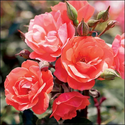 Quel groupe américain de hard rock a pour chanteur Axl Rose ?