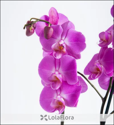 Quel pays possède un drapeau rouge avec pour emblème central un bauhinia, une orchidée à cinq pétales, ornée d'étoiles ?