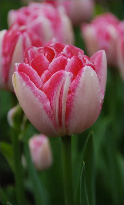 Quel acteur français joue dans le film "La Tulipe noire" ?