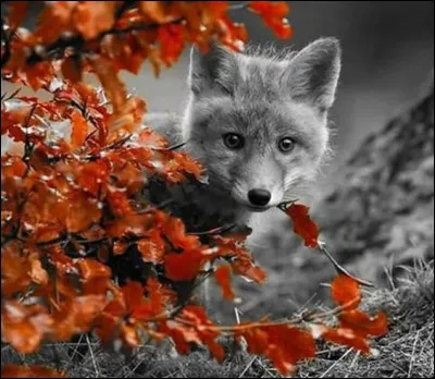 Quant à cette fleur, c'est la queue de cet animal !