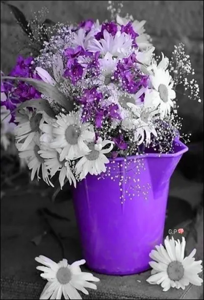 Une jolie fleur dans une peau de vache ! Mais sortie d'un manège enchanté !