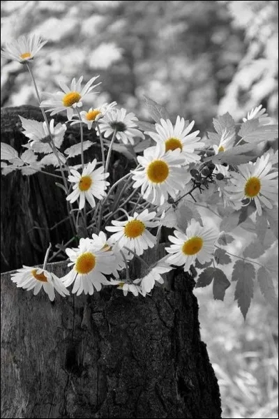 Que dire de cette fleur dans un film d'Henri Verneuil !
