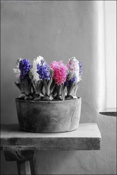 Que sont ces fleurs ?