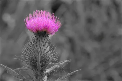 À qui appartient ce chardon, selon la botanique ?