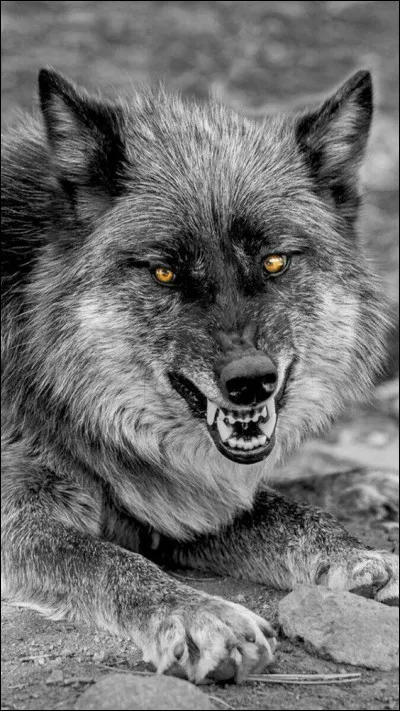 Cette fleur vous dit "Qu'est-ce qu'elle a ma gueule ?" :