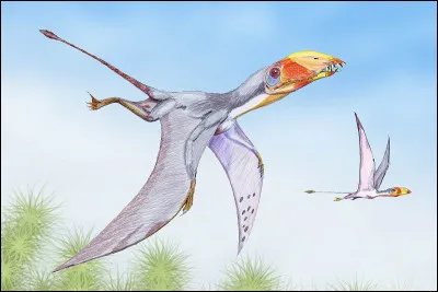 Quelle est la taille d'un dimorphodon ?