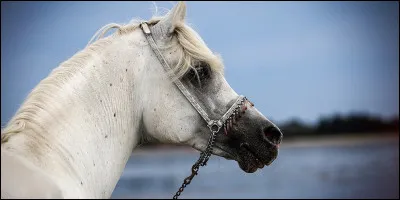 Quelle est cette robe ?