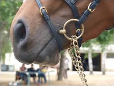Comment s'appelle la chose que l'on met dans la bouche du cheval ?