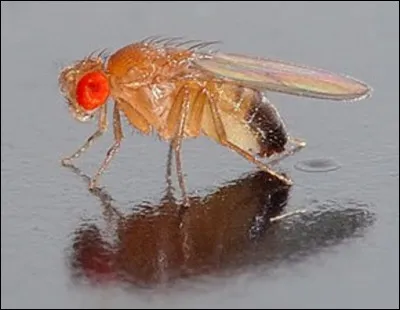 Quel est l'autre nom de la mouche du vinaigre ?