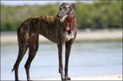 Quelle est cette race ?